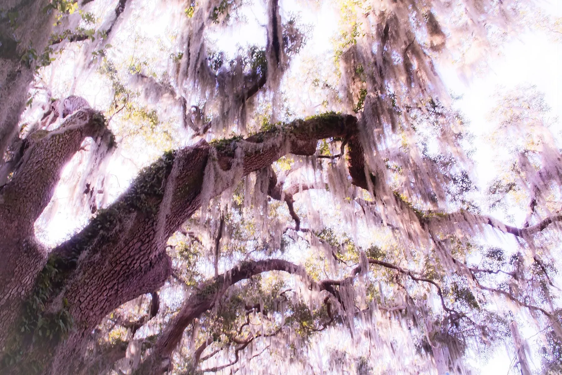 Ethereal - St. Augustine, Florida