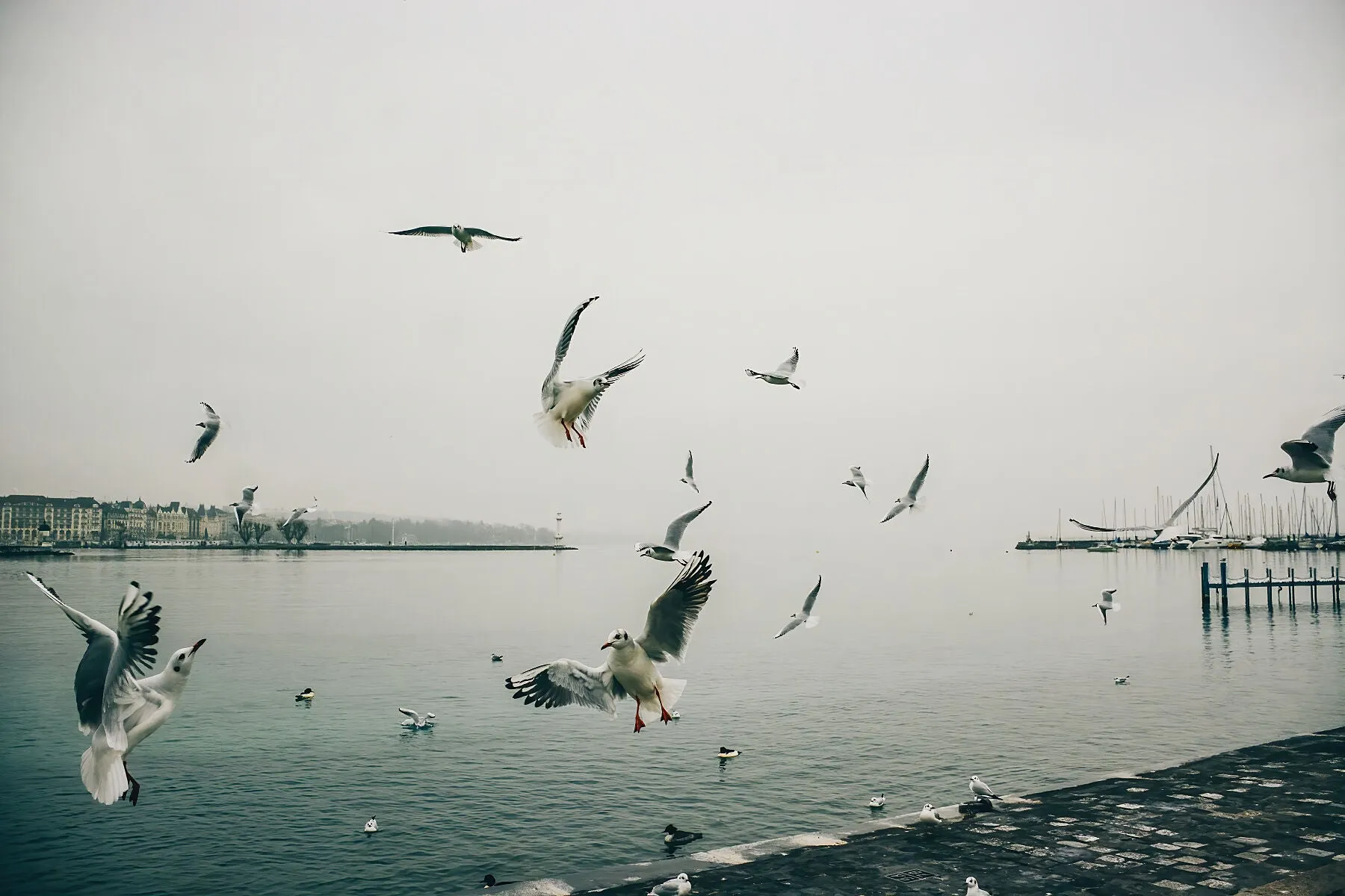 Flight - Geneva, Switzerland